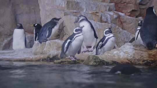 企鹅，水族馆，游泳，意大利