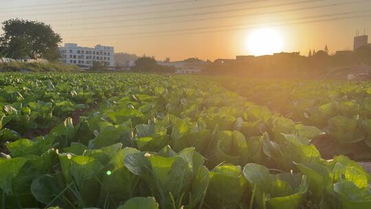 温暖的夕阳下,田野的蔬菜烨烨生辉