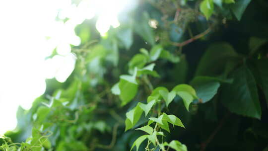 阳光森林树叶夏日自然大自然树林夏天