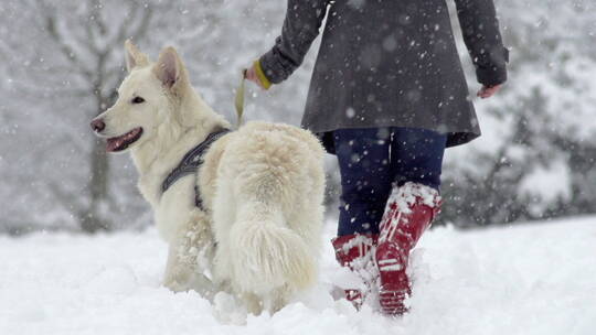 带着狗狗爬雪山