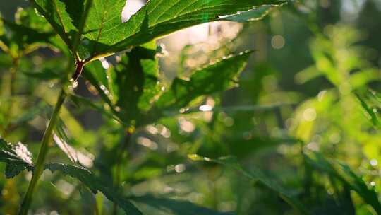 树叶阳光穿透树叶原始森林植物