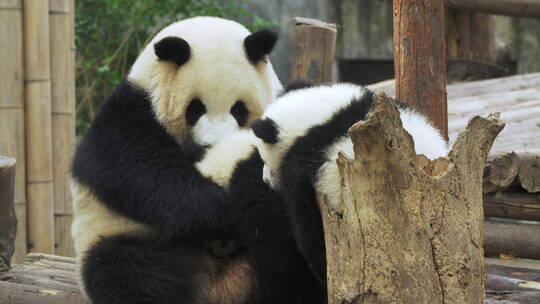 国宝大熊猫一家在一起玩耍萌萌哒熊猫幼崽视频素材模板下载