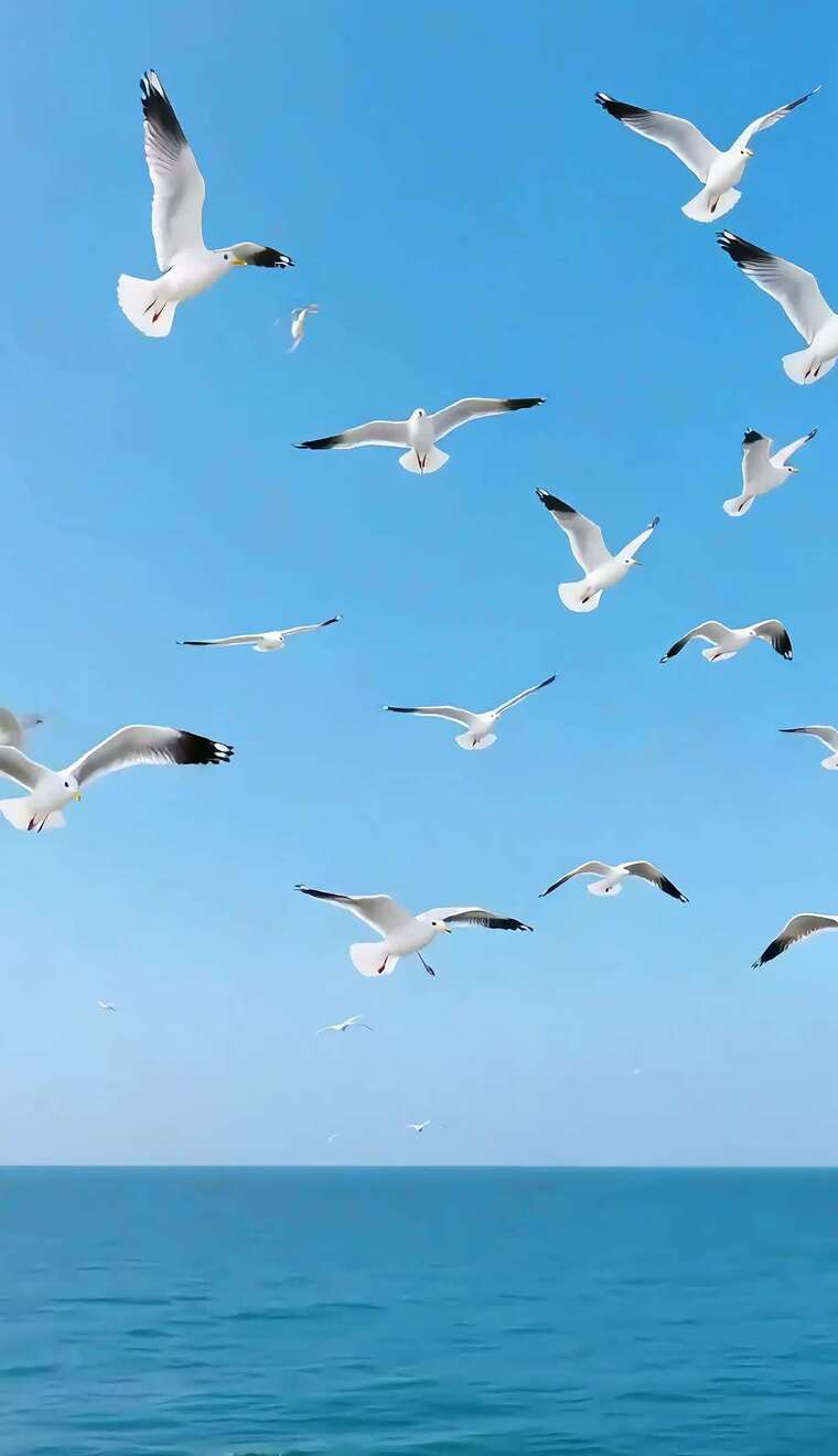 海面上海鸥飞翔画面