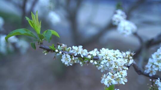 钱排三华李花特写镜头