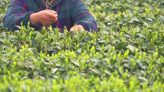 春天茶园采茶女采摘茶叶