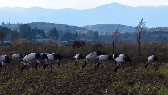 贵州毕节威宁草海东山村黑颈鹤候鸟