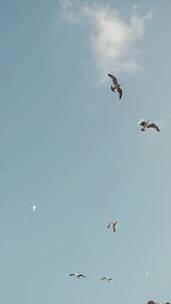 海边天空飞舞的海鸥