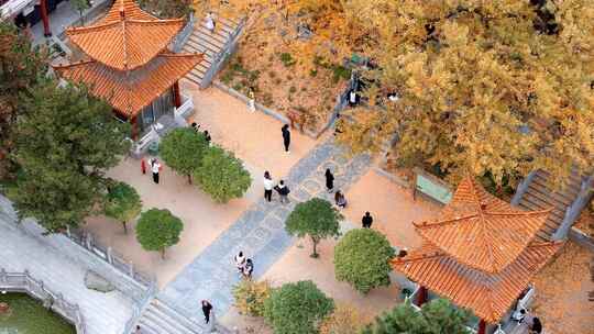 航拍平顶山文殊寺银杏