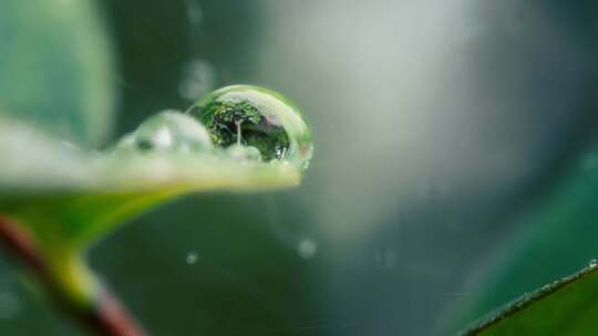 绿色、雨滴、露水、树叶