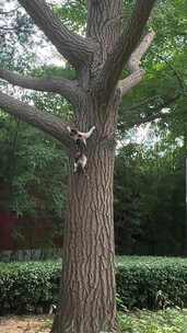 猫从树上爬下来跳下来