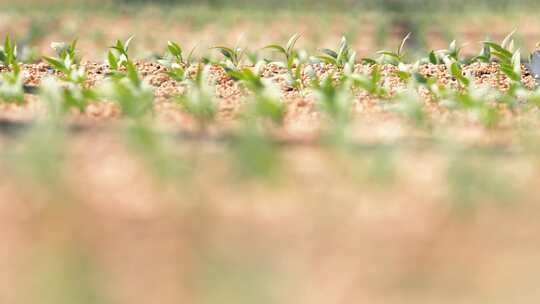 寿光大棚 蔬菜大棚 农业生产