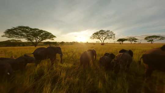 非洲大草原里各种野生动物·穿越机拍摄素材