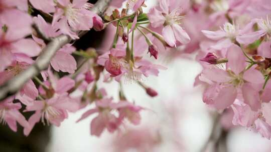 4K高清春天蜜蜂粉色樱花