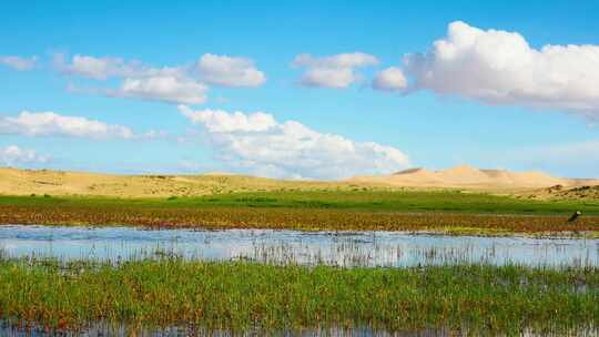 青海湖边的湿地和远处的沙丘