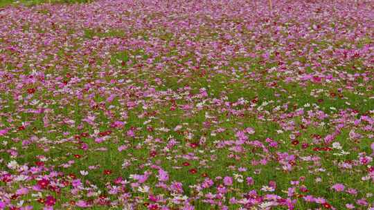 格桑花花海花园春暖花开