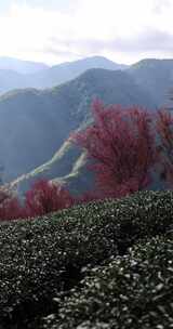 冬日大理无量山樱花谷茶园农业生态