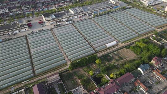 大棚种植西瓜蔬菜基地4K航拍视频素材模板下载