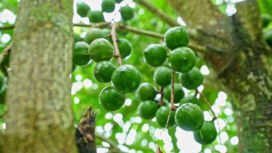 澳洲坚果 夏威夷果