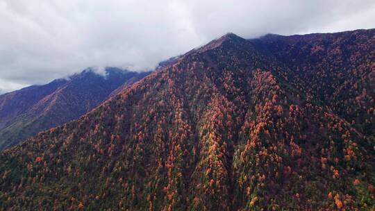 川西康定山川金黄色的秋天航拍