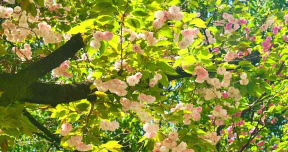 春天阳光下的樱花花朵花瓣