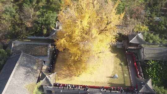 古观音禅寺千年银杏树航拍