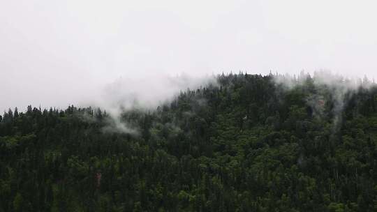 云雾中的森林