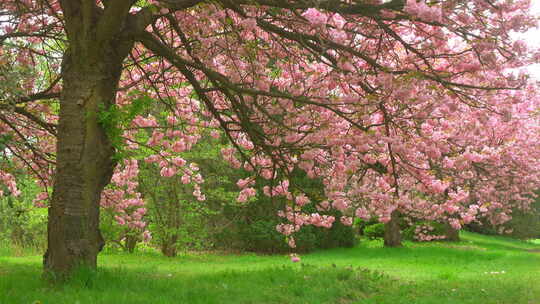 缓推拍摄春天巨大樱花树