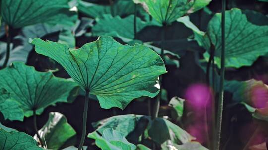 荷花自然涟漪露水池塘开花莲蓬公园花瓣雨诗