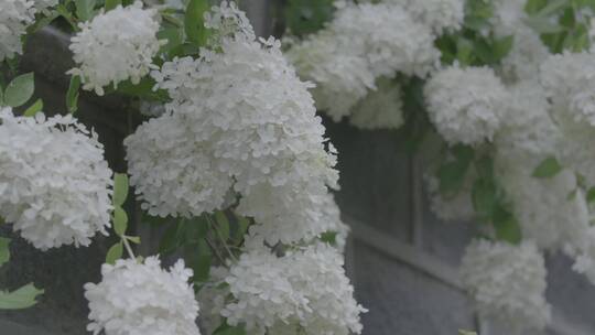 雨后盛开的暴马丁香LOG素材视频素材模板下载