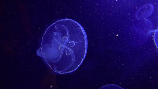 在海洋中游动的水母