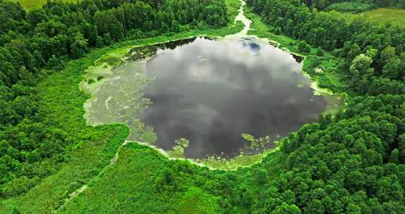 夏天有藻类的湖泊和绿色沼泽。