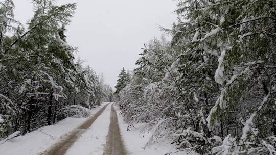 穿越林海雪原丛林雪路