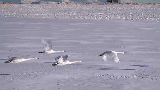 4k特写白天鹅在雪地上起飞