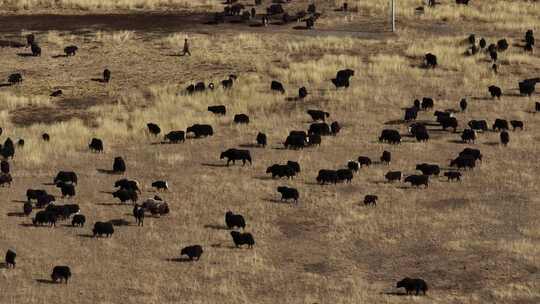 航拍若尔盖草原牧场放牧牦牛牛群
