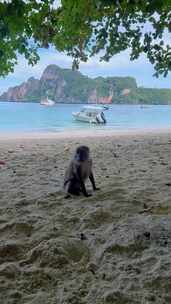 沙滩上四处观望的猴子