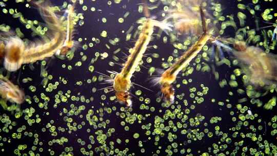 绿藻球藻单细胞生物微距特写