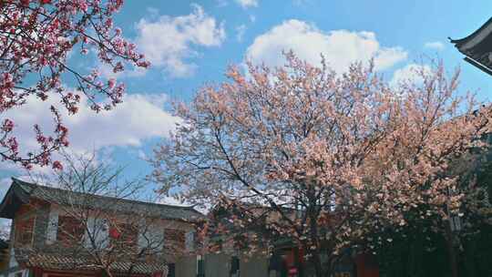 春风吹动蓝天下的樱花树