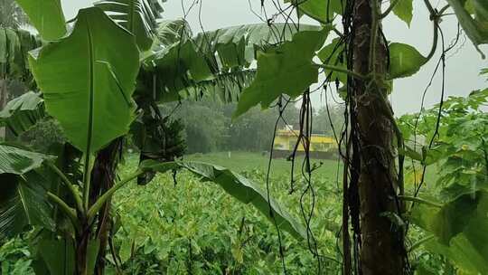 雨天的大雨