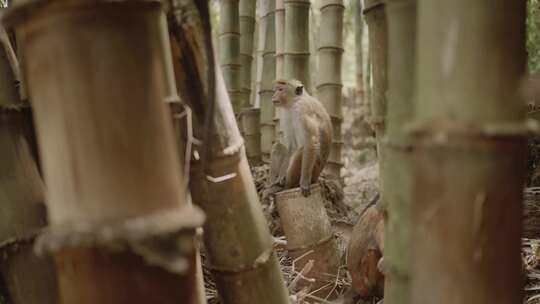 竹林里的猴群视频素材模板下载