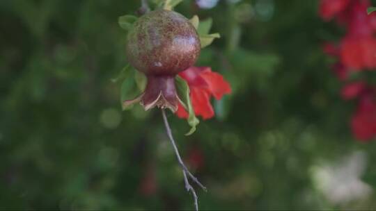 美国加利福尼亚州的一朵石榴花在旺季发芽。视频素材模板下载