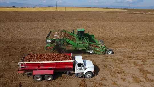 农业生产 土豆收获视频素材模板下载