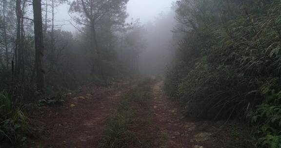 茶园 茶叶 茶 茶山 茶文化