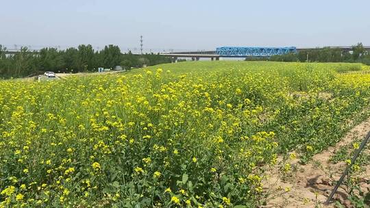 济南黄河北油菜花海盛开