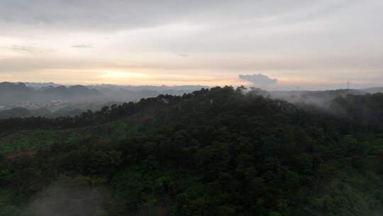 森林云海日出全景