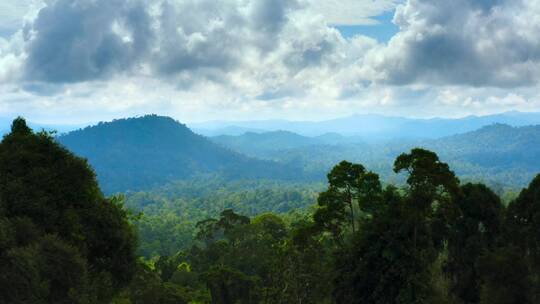 森林唯美航拍自然风景植物绿色山脉 (3)