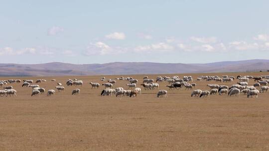 内蒙古秋天的羊群