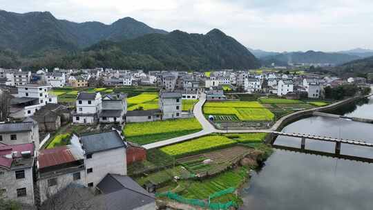 航拍油菜花田