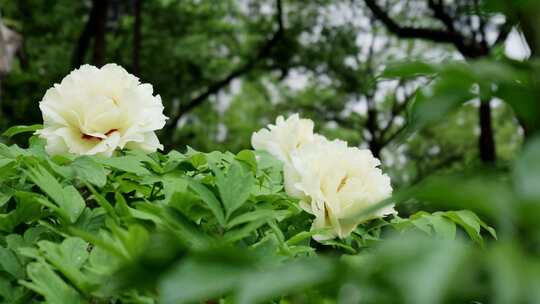 【合集】各色牡丹群芳争艳