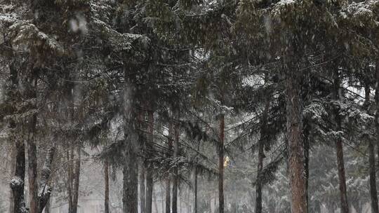 松树飘雪雪景