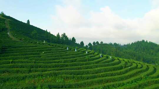 茶山茶园 采茶女 云雾茶山 绿茶农业 茶文化